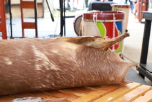 El maestro Kiz&uacute; descifra la magia del bombo golpeador y ense&ntilde;a sobre la sanaci&oacute;n de la marimba