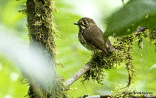 Administraci&oacute;n Armitage present&oacute; al Tororoi Bailador, la especie de ave descubierta recientemente en Cali