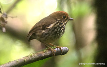 Administraci&oacute;n Armitage present&oacute; al Tororoi Bailador, la especie de ave descubierta recientemente en Cali