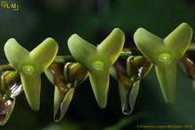 Esta es la nueva especie de orqu&iacute;dea descubierta en los Farallones de Cali 