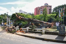 Problemas fitosanitarios y debilidad del terreno por lluvias generaron ca&iacute;da de ceiba: Dagma