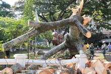Problemas fitosanitarios y debilidad del terreno por lluvias generaron ca&iacute;da de ceiba: Dagma