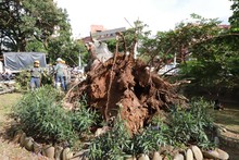 Problemas fitosanitarios y debilidad del terreno por lluvias generaron ca&iacute;da de ceiba: Dagma