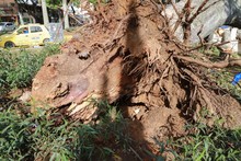 Problemas fitosanitarios y debilidad del terreno por lluvias generaron ca&iacute;da de ceiba: Dagma