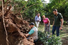 Problemas fitosanitarios y debilidad del terreno por lluvias generaron ca&iacute;da de ceiba: Dagma