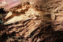 Problemas fitosanitarios y debilidad del terreno por lluvias generaron ca&iacute;da de ceiba: Dagma