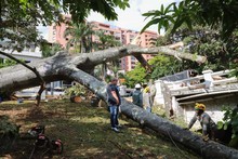 Problemas fitosanitarios y debilidad del terreno por lluvias generaron ca&iacute;da de ceiba: Dagma