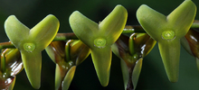 orquidea