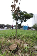&Aacute;rboles sembrados por el Dagma en la Autopista Sur fueron nuevamente vandalizados 