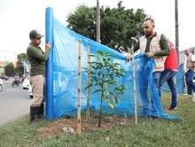 Administraci&oacute;n Armitage repuso &aacute;rboles vandalizados en la Autopista Sur y garantiza bienestar del corredor arb&oacute;reo de la Calle de la Feria  