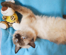 Jornada de adopci&oacute;n para los peluditos del &aacute;rea de renovaci&oacute;n urbana