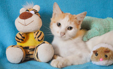 Jornada de adopci&oacute;n para los peluditos del &aacute;rea de renovaci&oacute;n urbana