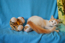 Jornada de adopci&oacute;n para los peluditos del &aacute;rea de renovaci&oacute;n urbana