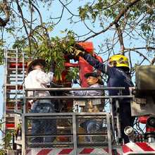 Extraen 4.800 orugas de ceibas del barrio San Nicol&aacute;s