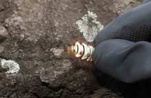 Extraen 4.800 orugas de ceibas del barrio San Nicol&aacute;s