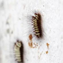 Extraen 4.800 orugas de ceibas del barrio San Nicol&aacute;s