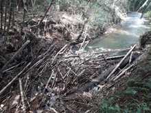 Destaponan empalizada en el r&iacute;o Lili