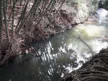 Destaponan empalizada en el r&iacute;o Lili