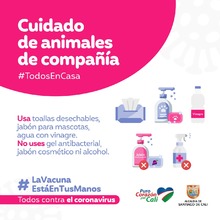 Recomendaciones para cuidar los animales de compa&ntilde;&iacute;a en tiempos de pandemia