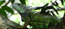 Iguana