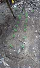 Un proyecto de huerta escolar forma conciencia ambiental en tiempos de confinamiento