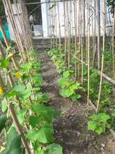 Un proyecto de huerta escolar forma conciencia ambiental en tiempos de confinamiento