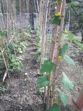 Un proyecto de huerta escolar forma conciencia ambiental en tiempos de confinamiento