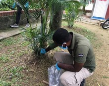 El Caracol africano prolifera en tiempo de lluvias.