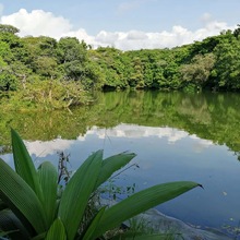 Plan de silvicultura urbana, en b&uacute;squeda de la renaturalizaci&oacute;n de Cali