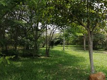 Plan de silvicultura urbana, en b&uacute;squeda de la renaturalizaci&oacute;n de Cali