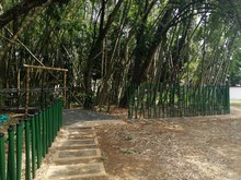 Plan de silvicultura urbana, en b&uacute;squeda de la renaturalizaci&oacute;n de Cali