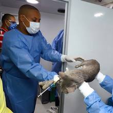 Intervenci&oacute;n desde zoonosis en el barrio Breta&ntilde;a. Castraci&oacute;n de gatos