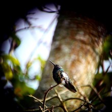 Celebra el D&iacute;a de las Aves, ma&ntilde;ana, 9 de mayo 