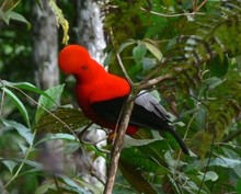 Celebra el D&iacute;a de las Aves, ma&ntilde;ana, 9 de mayo 