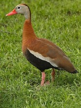 Celebra el D&iacute;a de las Aves, ma&ntilde;ana, 9 de mayo 