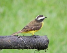 Celebra el D&iacute;a de las Aves, ma&ntilde;ana, 9 de mayo 