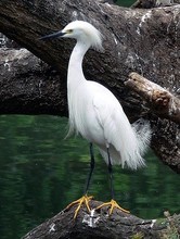 Celebra el D&iacute;a de las Aves, ma&ntilde;ana, 9 de mayo