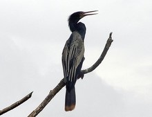 Celebra el D&iacute;a de las Aves, ma&ntilde;ana, 9 de mayo