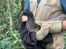 Zorro, currucut&uacute;, guacharaca y zarig&uuml;eyas vuelven al ecoparque de Pance.