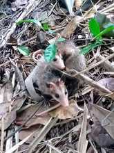Zorro, currucut&uacute;, guacharaca y zarig&uuml;eyas vuelven al ecoparque de Pance.