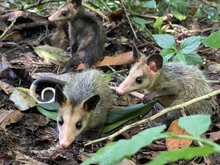 Zorro, currucut&uacute;, guacharaca y zarig&uuml;eyas vuelven al ecoparque de Pance.