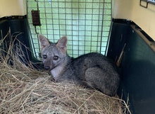 Zorro, currucut&uacute;, guacharaca y zarig&uuml;eyas vuelven al ecoparque de Pance.