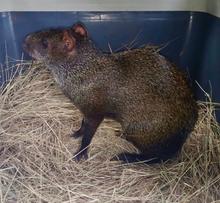 Zorro, currucut&uacute;, guacharaca y zarig&uuml;eyas vuelven al ecoparque de Pance.