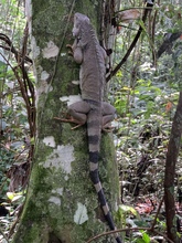Zorro, currucut&uacute;, guacharaca y zarig&uuml;eyas vuelven al ecoparque de Pance.