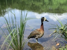 Zorro, currucut&uacute;, guacharaca y zarig&uuml;eyas vuelven al ecoparque de Pance.