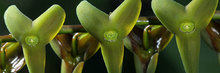 Orquidea