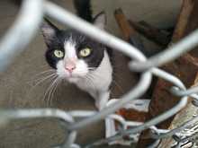 Amor y alimento para nuestros animales