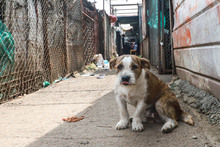 Amor y alimento para nuestros animales