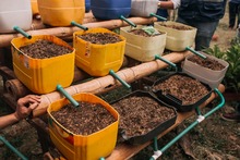 Sembrando vida para cosechar paz en el barrio charco azul