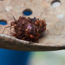 Parque de Jovita, embellecido y libre de hormiga arriera